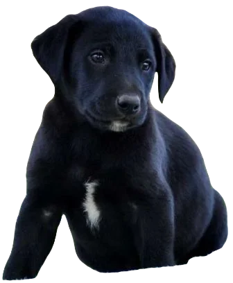 Borador Dog breed information in all topics