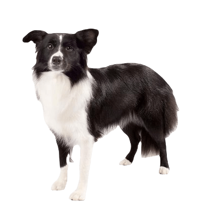 Border Collie Dog breed information in all topics