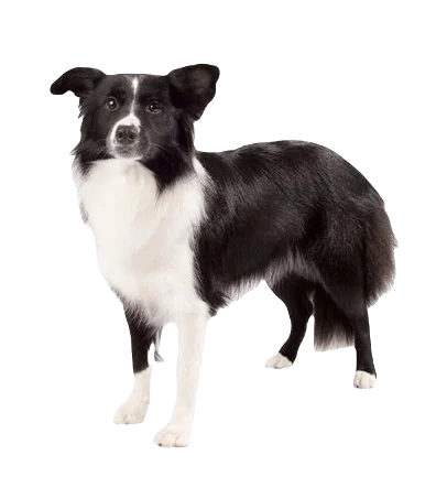Border Collie Dog breed information in all topics