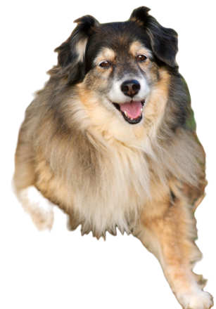 Border Sheep Dog breed information in all topics