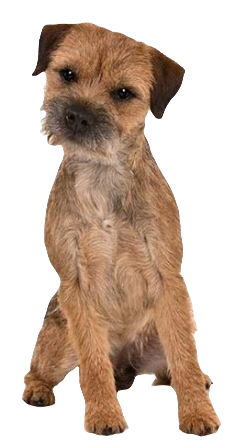 Border Terrier Dog breed information in all topics
