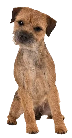 Border Terrier Dog breed information in all topics