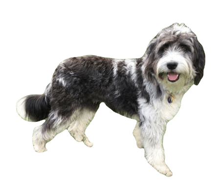 Bordoodle Dog breed information in all topics