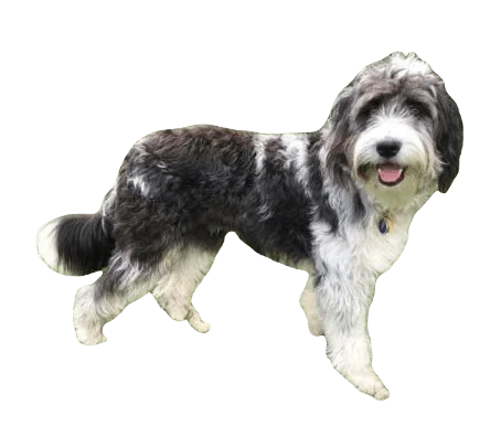 Bordoodle Dog breed information in all topics