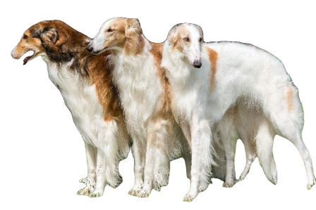 Borzoi Dog breed information in all topics