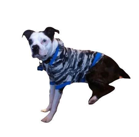 Bossie Dog breed information in all topics