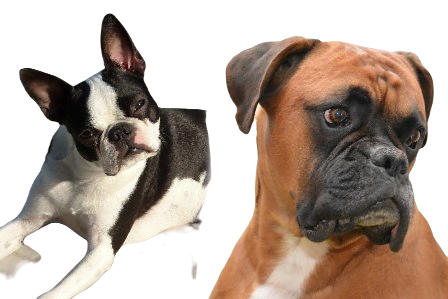 Boston Boxer Dog breed information in all topics