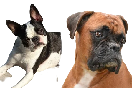 Boston Boxer Dog breed information in all topics