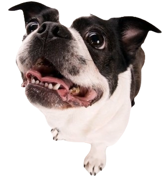 Boston Terrier Pekingese Mix Dog breed information in all topics