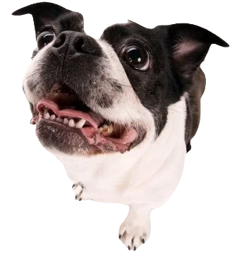 Boston Terrier Pekingese Mix Dog breed information in all topics