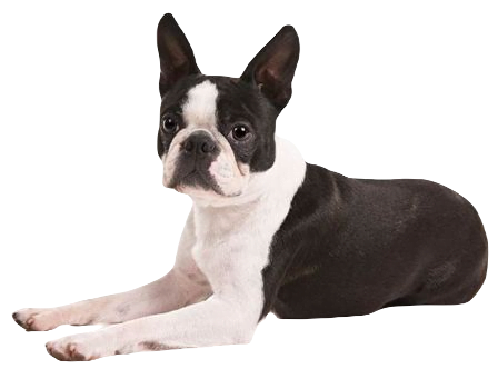 Boston Terrier Dog breed information in all topics