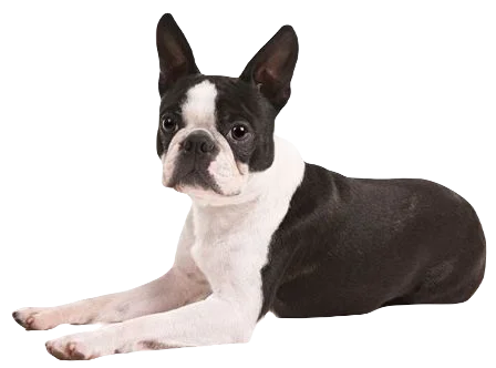 Boston Terrier Dog breed information in all topics
