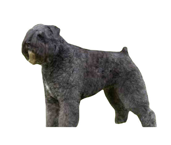 Bouvier des Flandres Dog breed information in all topics