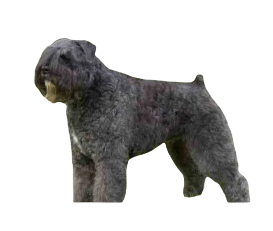 Bouvier des Flandres Dog breed information in all topics