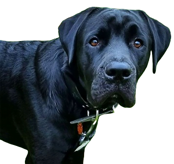 Boxador Dog breed information in all topics