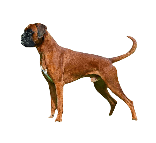 Boxer Dog breed information in all topics