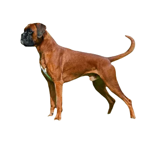 Boxer Dog breed information in all topics
