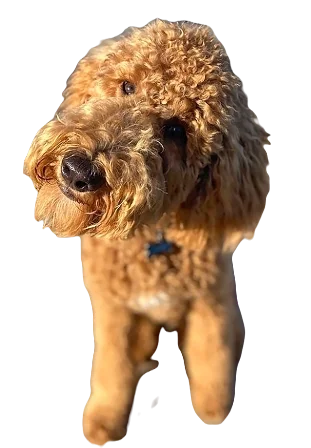 Boxer Doodle Dog breed information in all topics