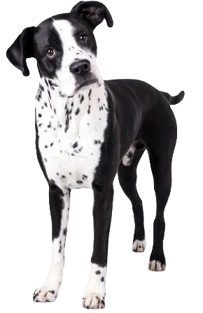 Boxmatian Dog breed information in all topics