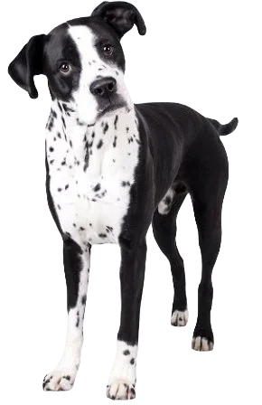 Boxmatian Dog breed information in all topics
