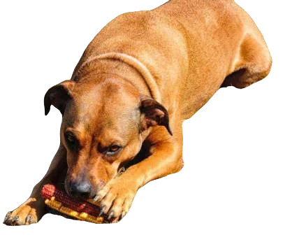 Boxweiler Dog breed information in all topics