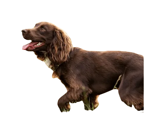 Boykin Spaniel Dog breed information in all topics