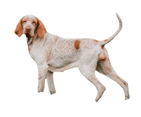 Bracco Italiano Dog breed information in all topics