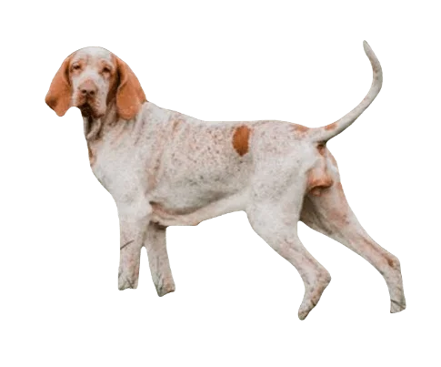 Bracco Italiano Dog breed information in all topics