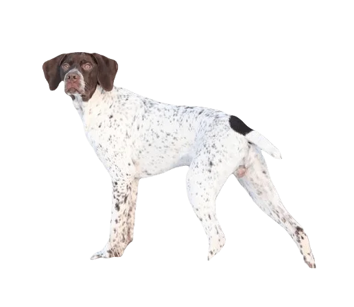 Braque Francais Pyrenean Dog breed information in all topics