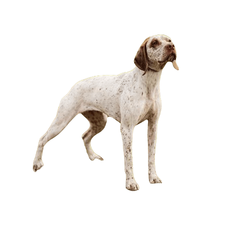 Braque du Bourbonnais Dog breed information in all topics