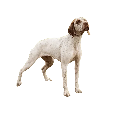 Braque du Bourbonnais Dog breed information in all topics