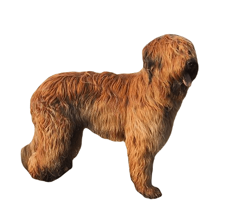 Briard Dog breed information in all topics