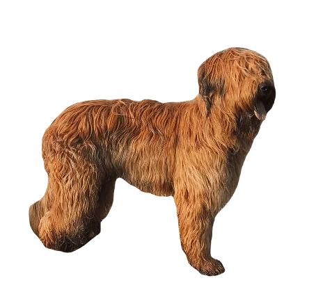 Briard Dog breed information in all topics