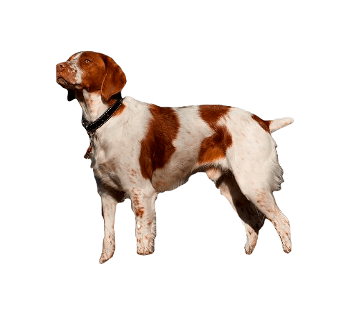 Brittany Dog breed information in all topics