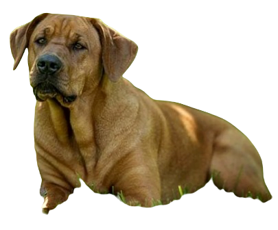 Broholmer Dog breed information in all topics