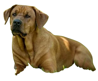 Broholmer Dog breed information in all topics