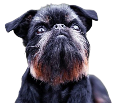 Brussels Griffon Dog breed information in all topics