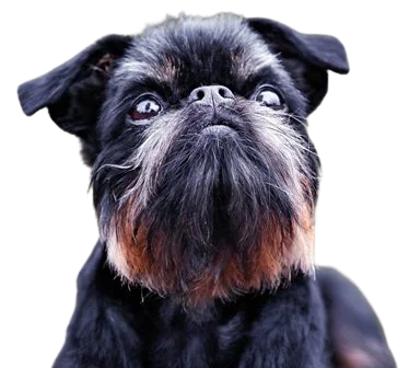 Brussels Griffon Dog breed information in all topics