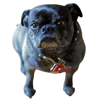 Bugg Dog breed complete information in all topics
