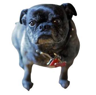 Bugg Dog breed complete information in all topics