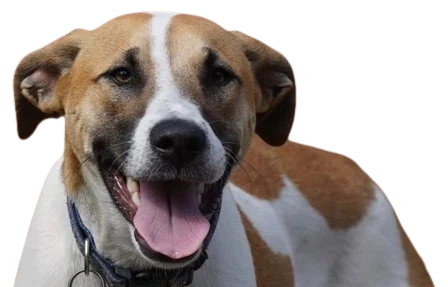 Bull Arab Dog breed information in all topics