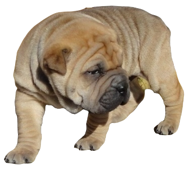 Bull Pei Dog breed information in all topics