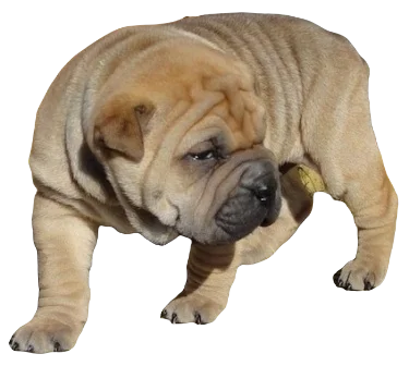 Bull Pei Dog breed information in all topics