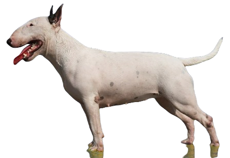 Bull Terrier Dog breed information in all topics