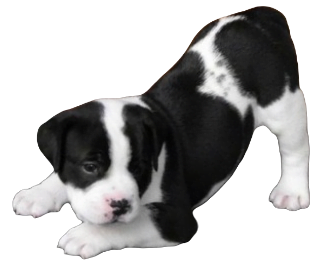 Bullador Dog breed information in all topics