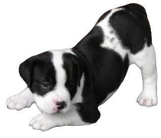 Bullador Dog breed information in all topics