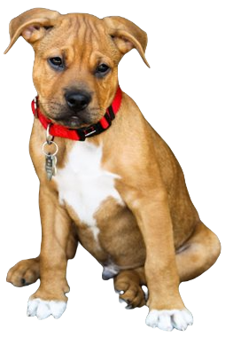 Bullboxer Pit Dog breed information n all topics
