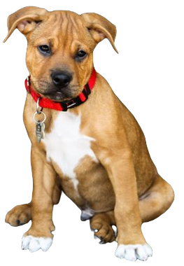 Bullboxer Pit Dog breed information n all topics