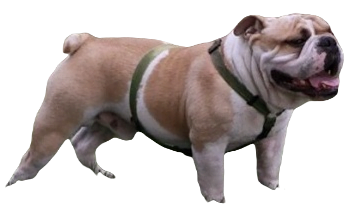 Bull Dog breed information in all topics