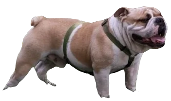 Bull Dog breed information in all topics